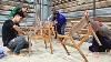 How Vietnamese Wooden Chair Factory Mass Produces Mysterious Cafe Chair Manufacturing Process